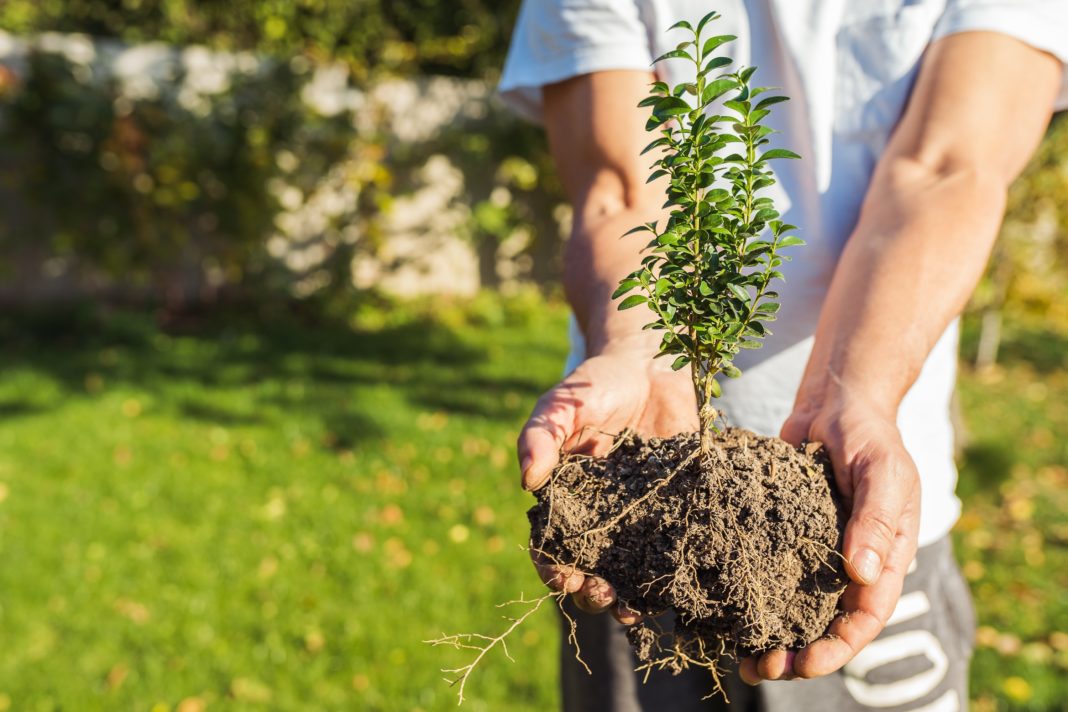 plant growing farm for garden landscaping 2022 06 16 00 33 21 utc